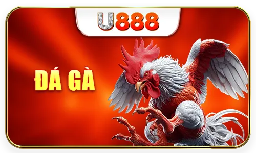 đá gà u888